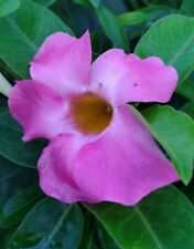 Pink Mandevilla Vine Live Well Rooted Starter Size Plantplug Size 7 To 10 Tall