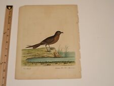 Antique Lithograph Bird Printthe Petterileleazar Albin Del Aug 20 1735