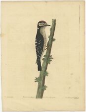 Antique Hand Tinted Bird Print Of The Lesser Spotted Woodpecker C.1738