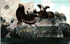 Seals At Seal Rocks Santa Catalina Island California Vintage Postcard