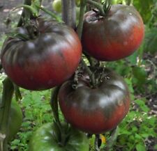 Black Krim Tomato Seeds Non-gmo Rare Heirloom Variety Sizes Free Shipping