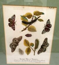 Rare Artist Albin 1720s Etching Print Hand Colored Moth Botanical Buckingham